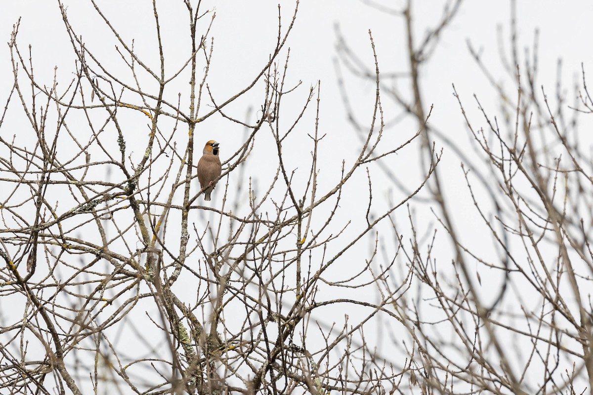 Hawfinch - ML544295901