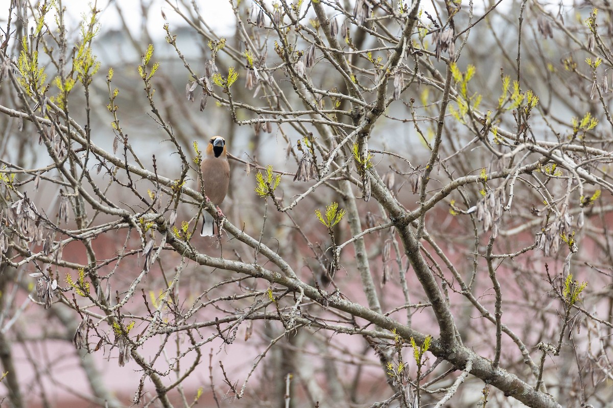 Hawfinch - Mário Trindade