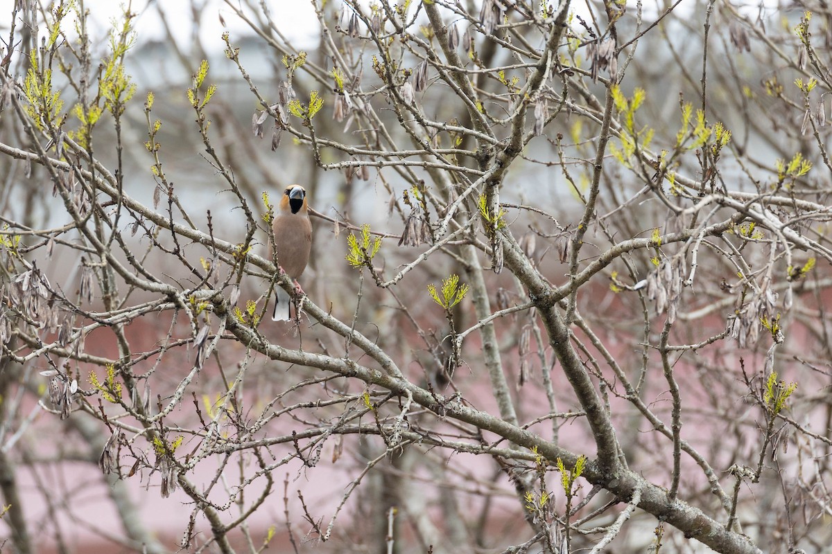 Hawfinch - ML544295911