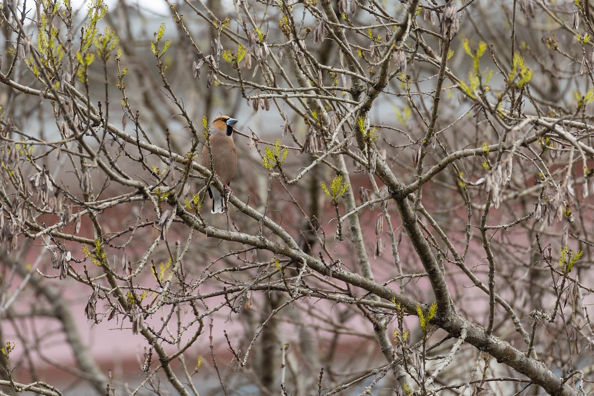 Hawfinch - Mário Trindade