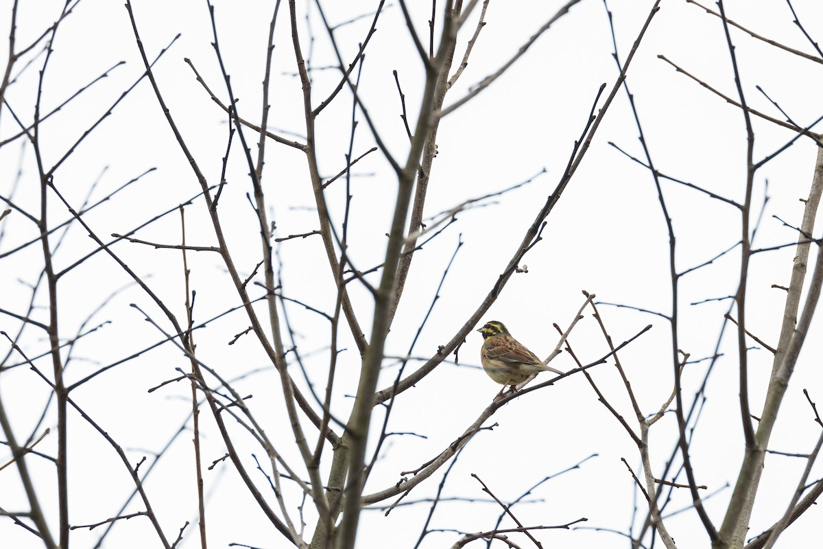 Cirl Bunting - ML544296021