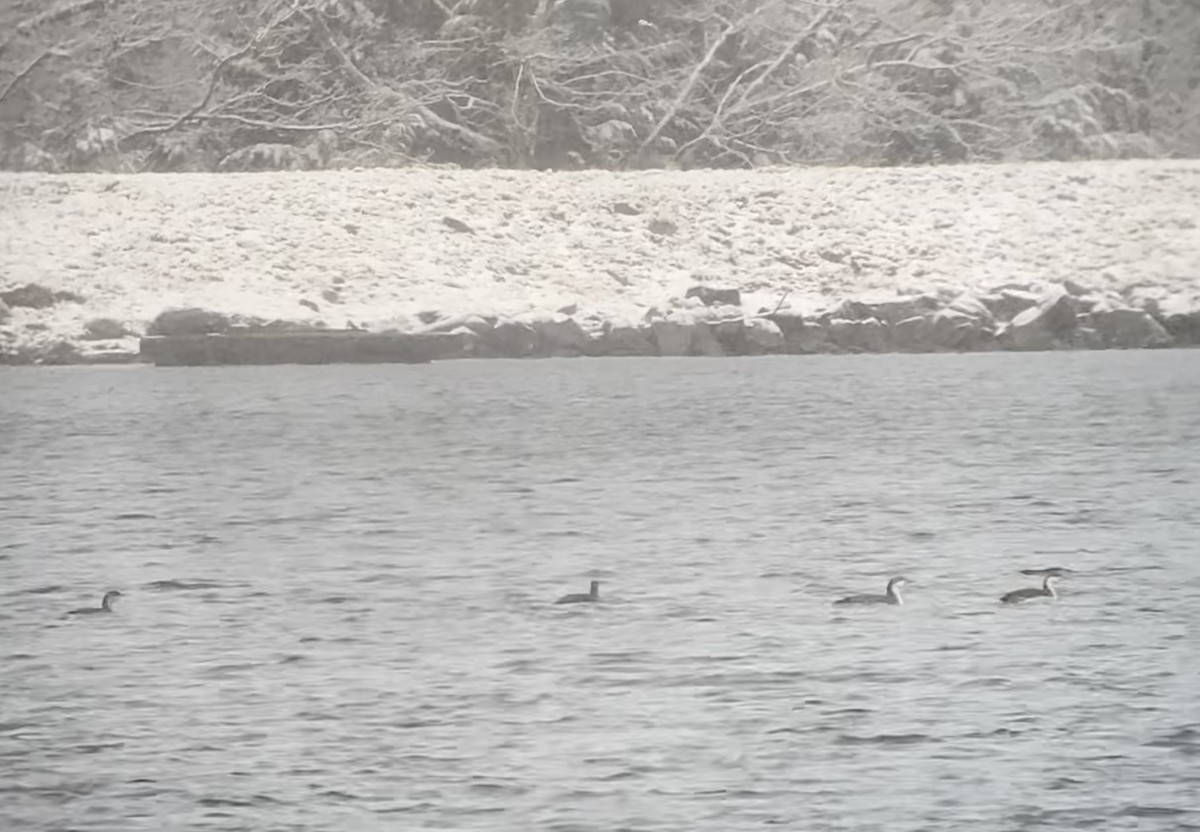 Red-throated Loon - ML544296491