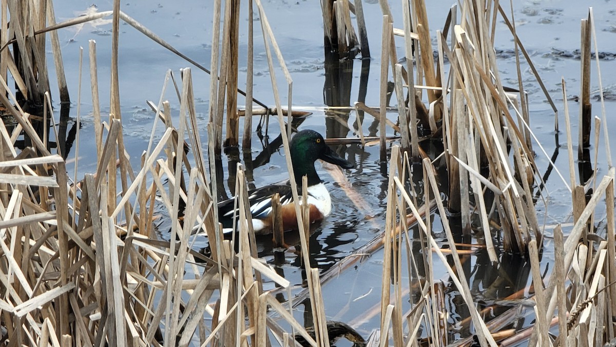 Northern Shoveler - ML544298081