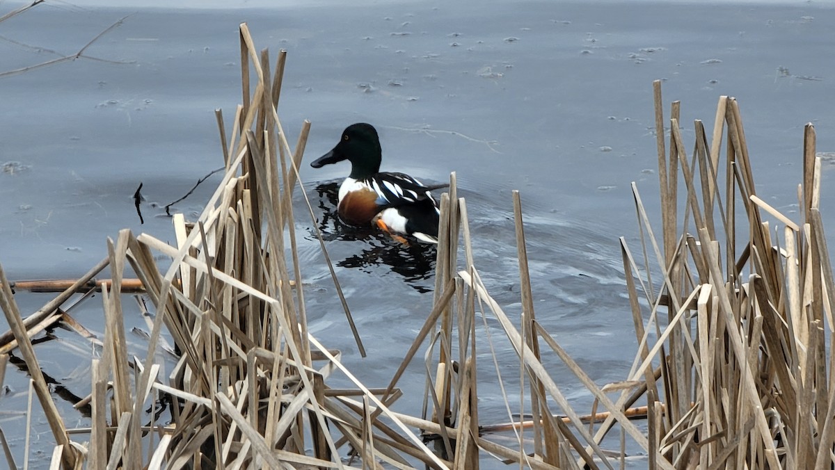 Northern Shoveler - ML544298101