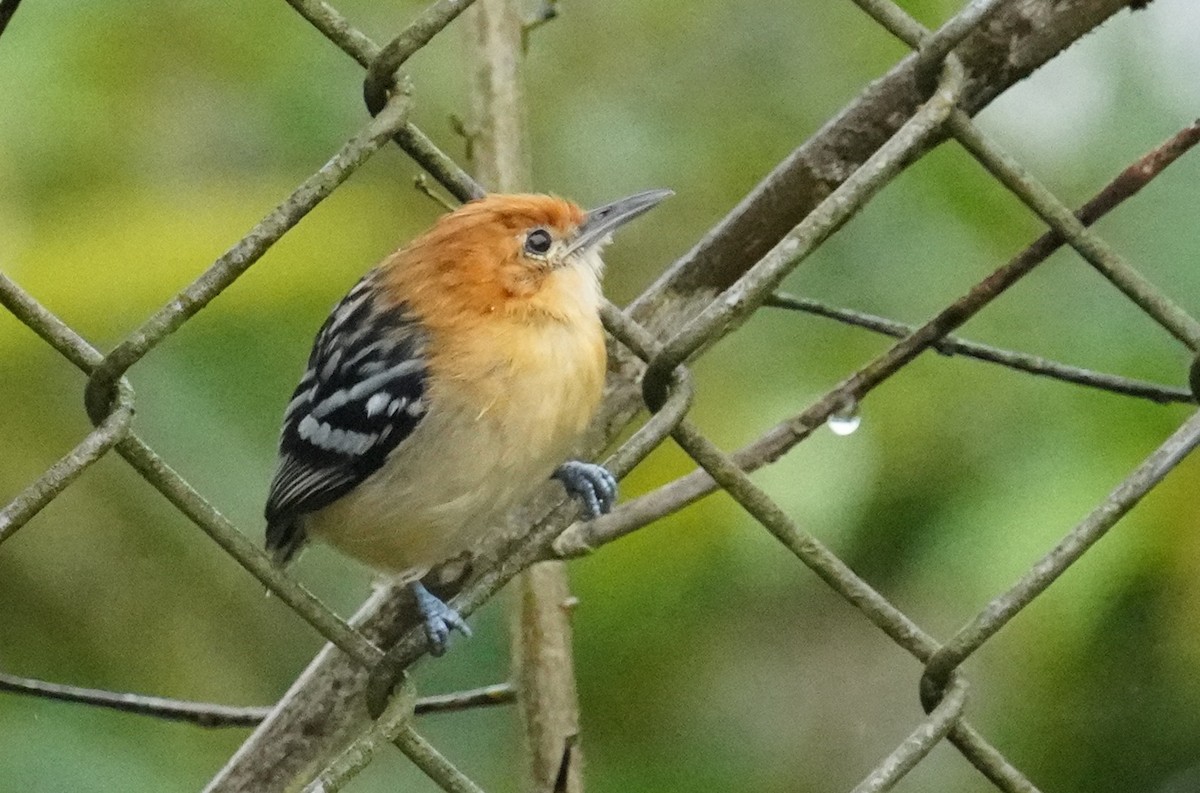 Chocó-Strichelameisenschlüpfer - ML544298401