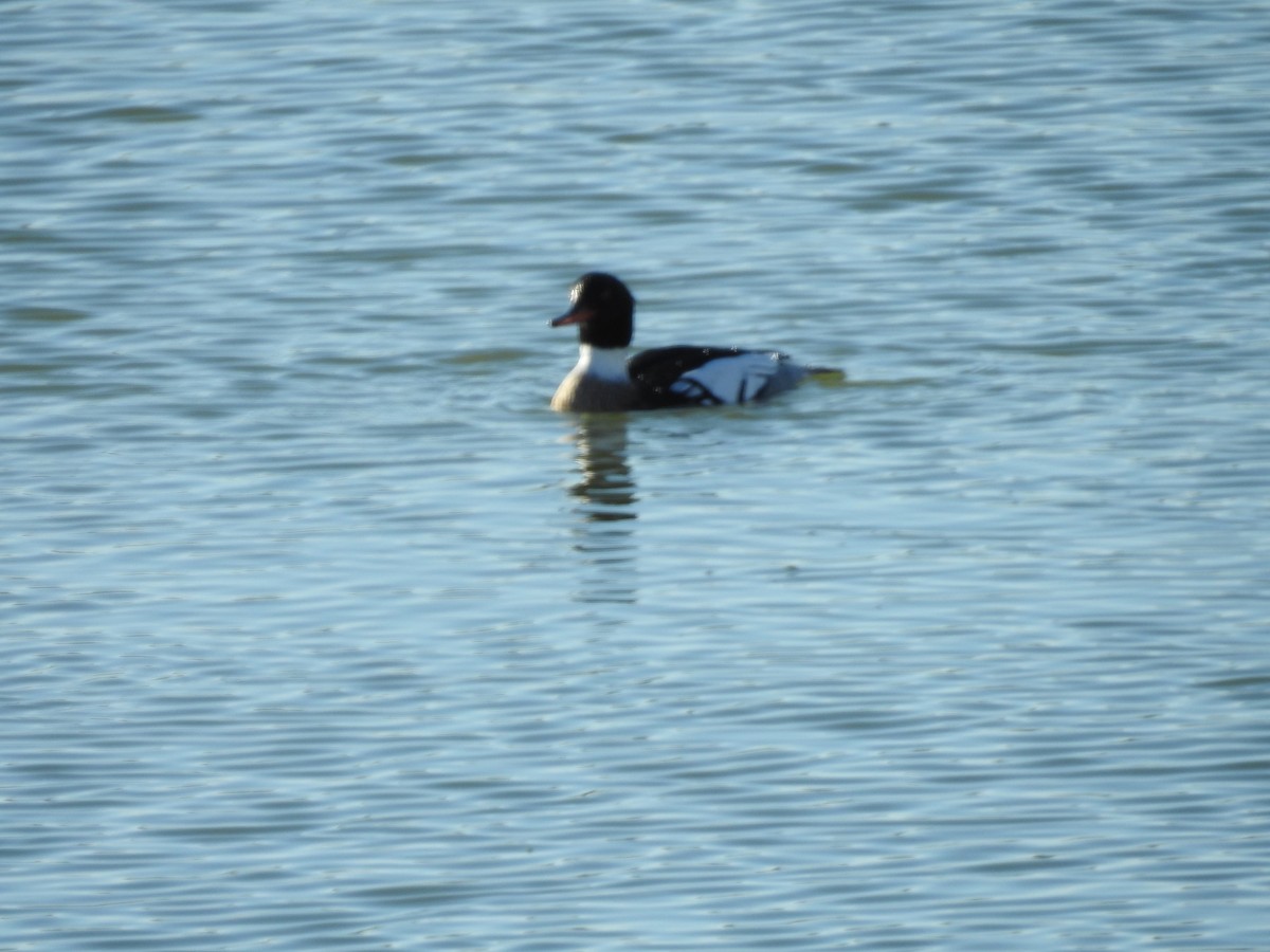 Сэвгэр бохио - ML544298621