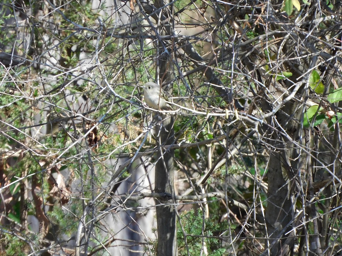 Ruby-crowned Kinglet - ML544299551