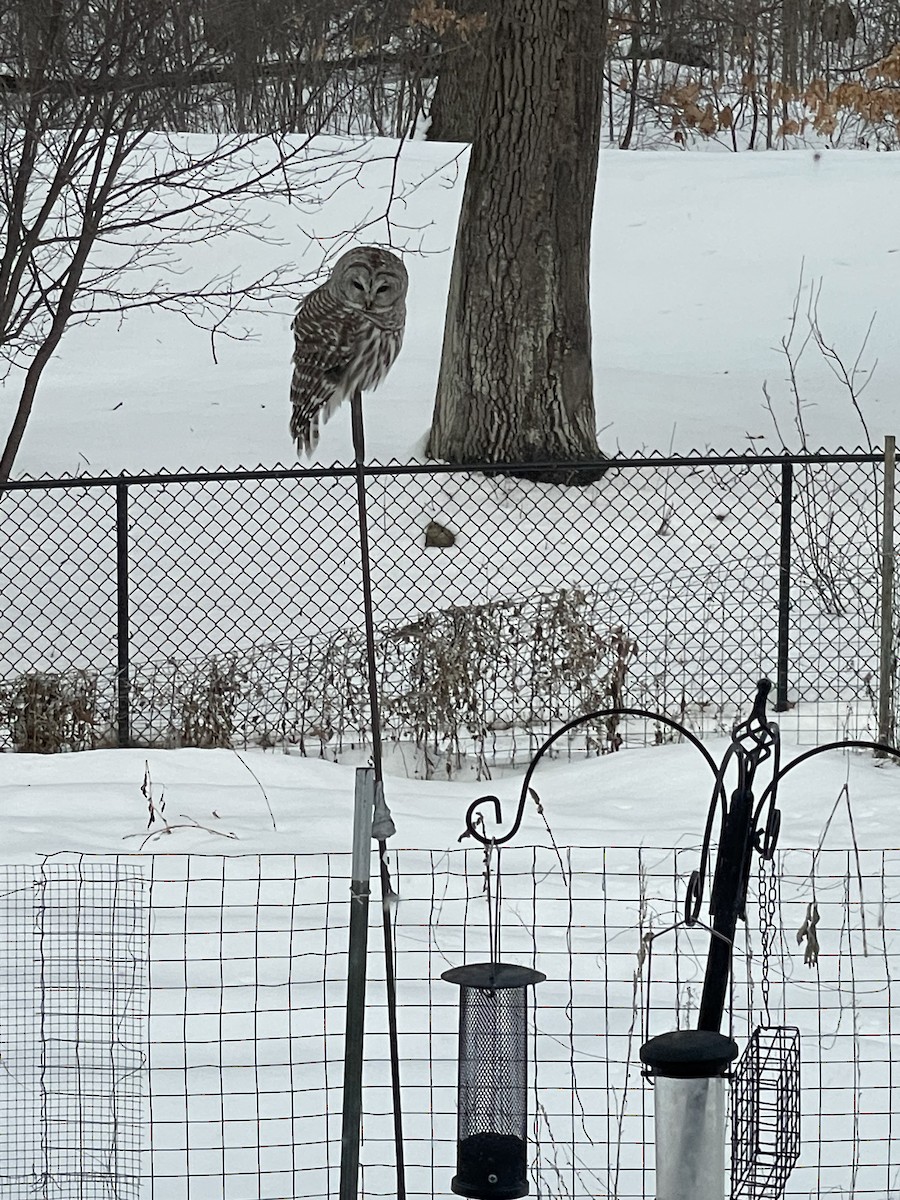 Barred Owl - ML544300181