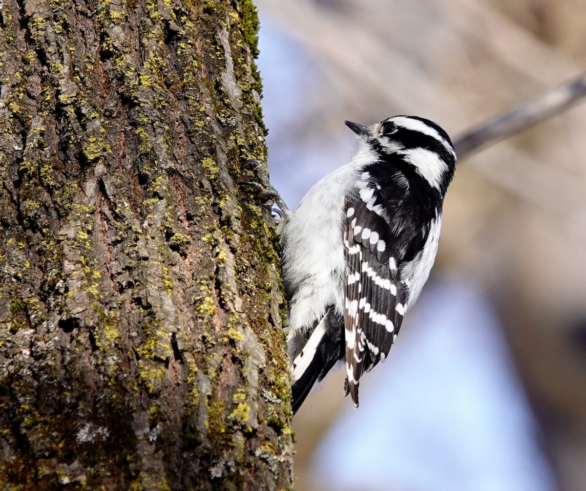 Downy Woodpecker - ML544301561