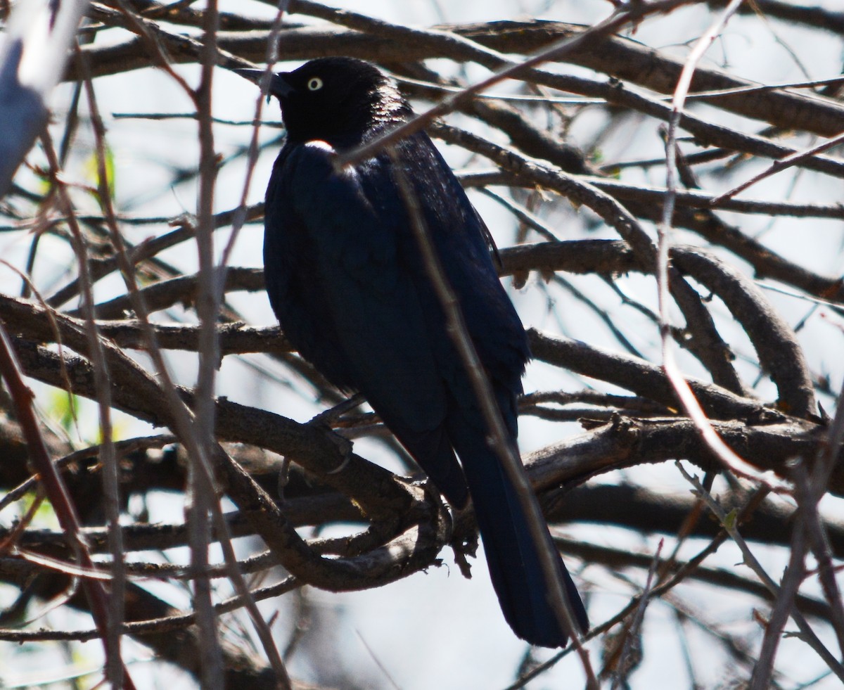 Brewer's Blackbird - ML54430171