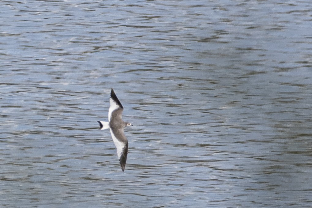 Mouette de Sabine - ML544302451