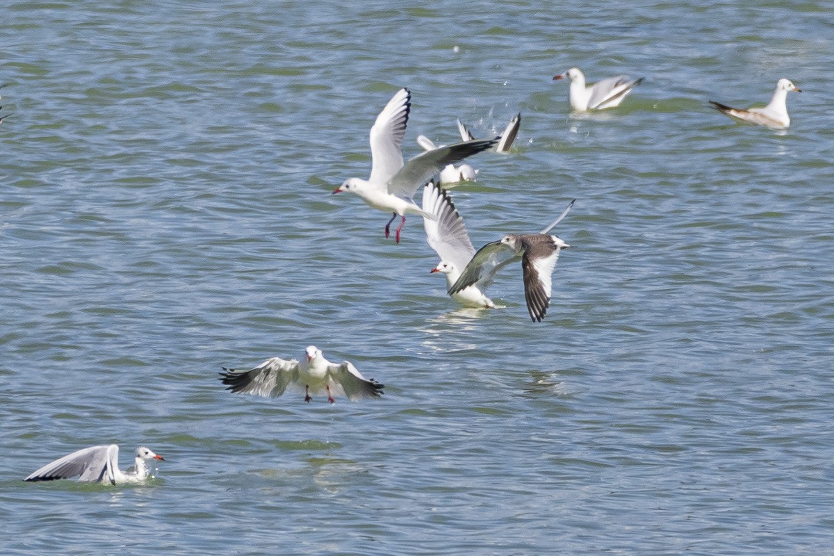 Mouette de Sabine - ML544302461