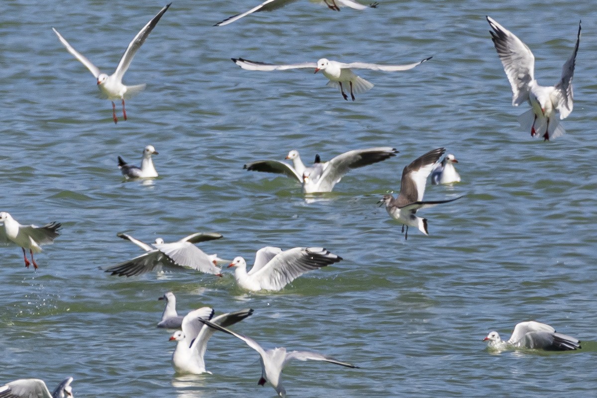 Sabine's Gull - ML544302471