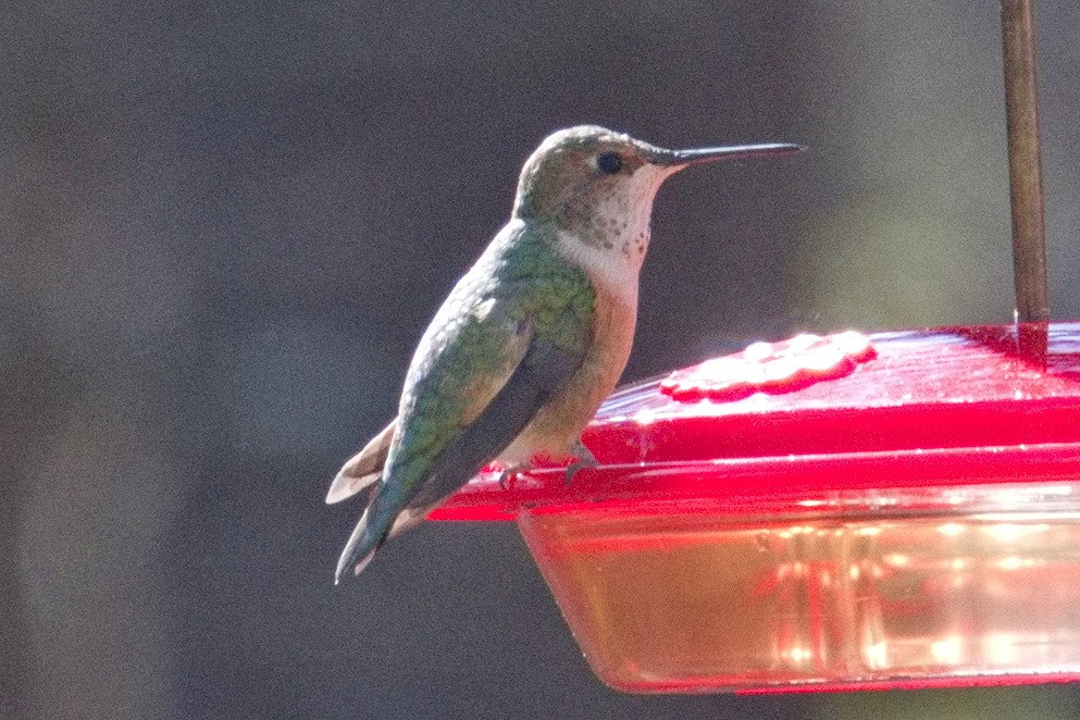 Rufous Hummingbird - ML544302521