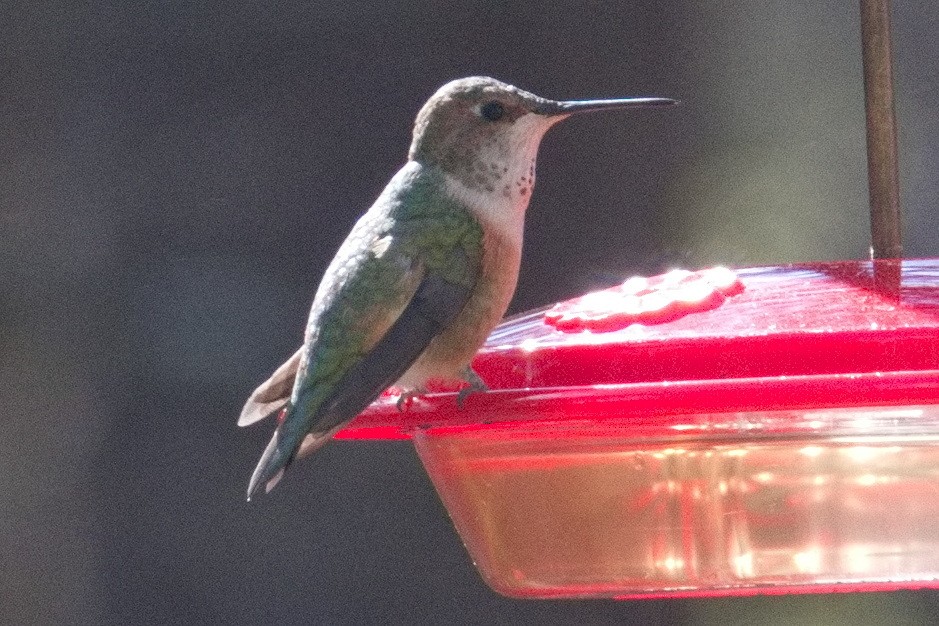 Rufous Hummingbird - ML544302531