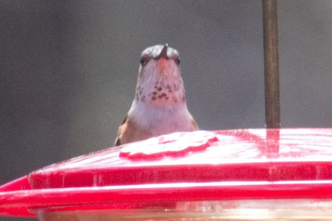 Rufous Hummingbird - ML544302541