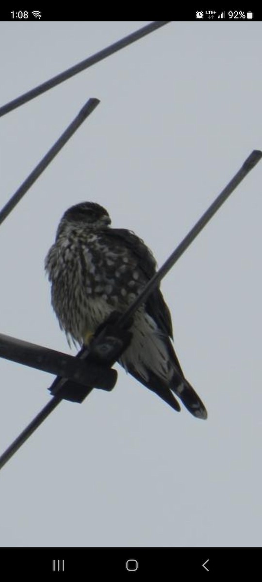 Merlin - ML544303151