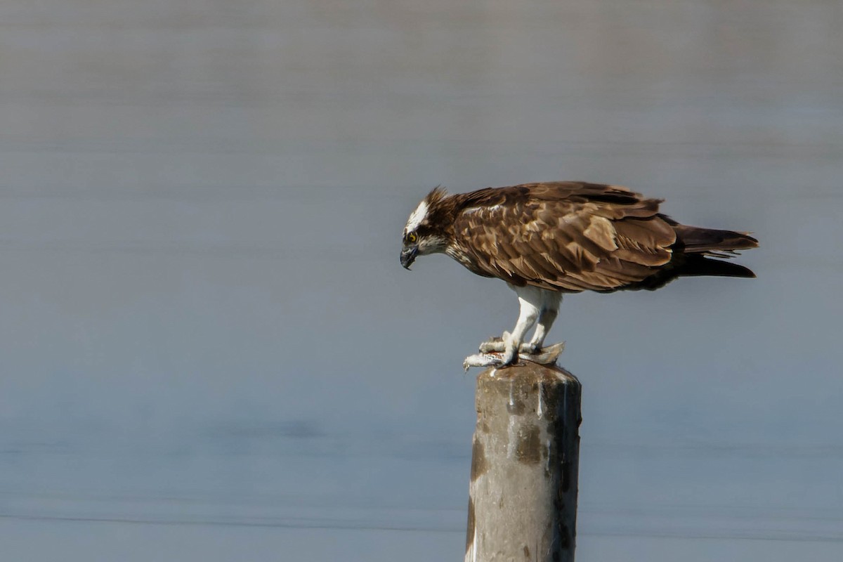 Águila Pescadora - ML544304381