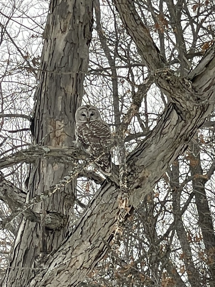 Barred Owl - ML544304921