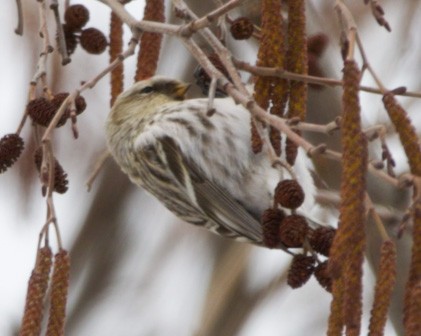 Hoary Redpoll - ML544305121