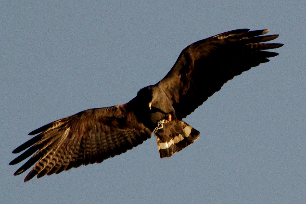 Zone-tailed Hawk - ML544305701