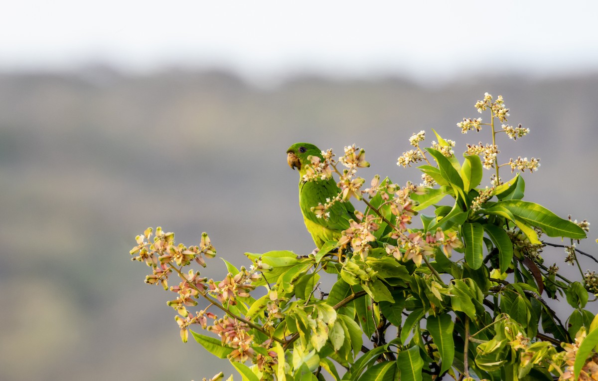 Meksika Yeşil Papağanı - ML544306121