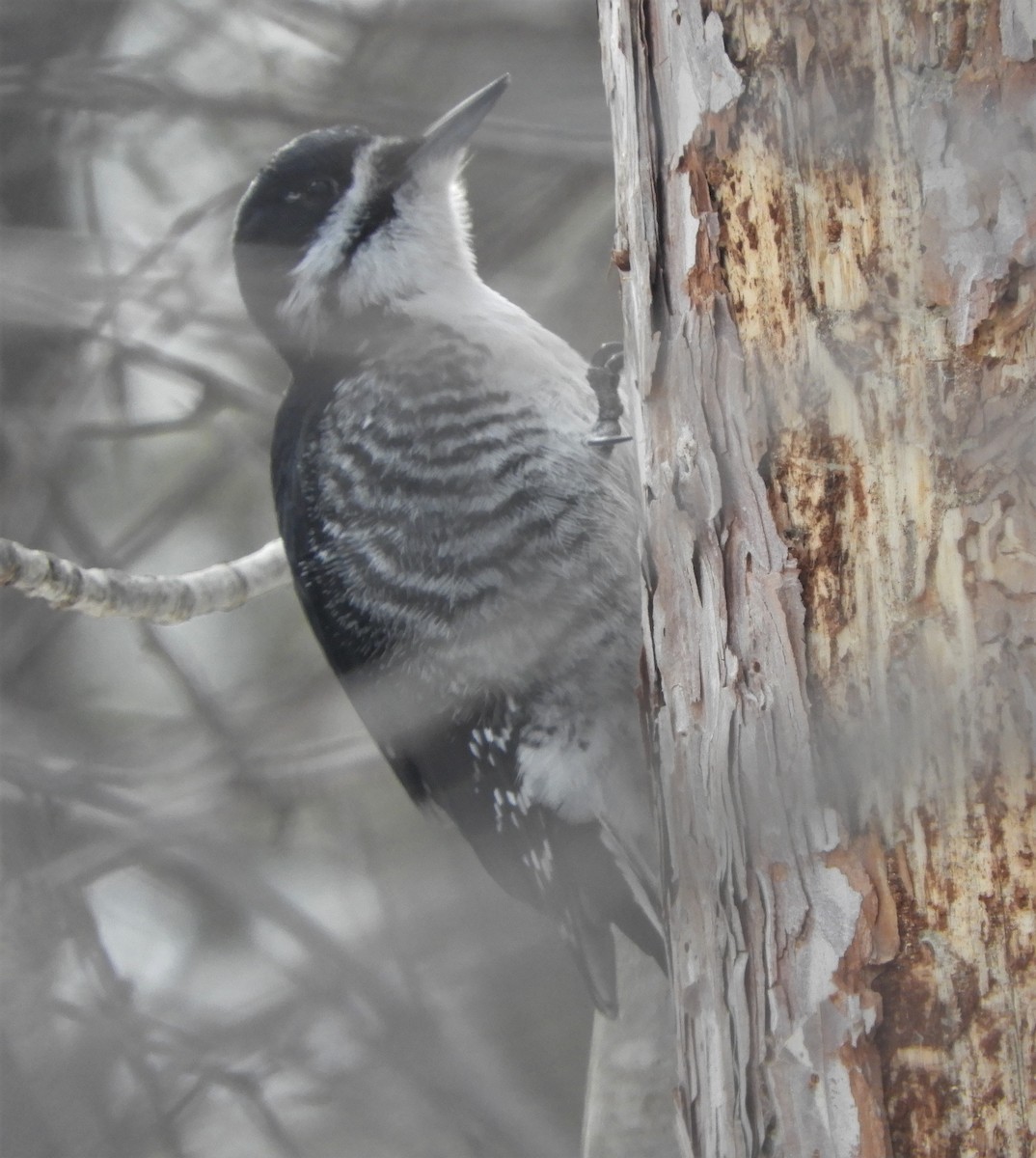 Black-backed Woodpecker - ML544307031