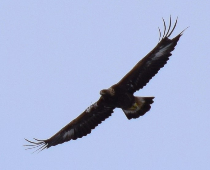 Golden Eagle - ML544307791