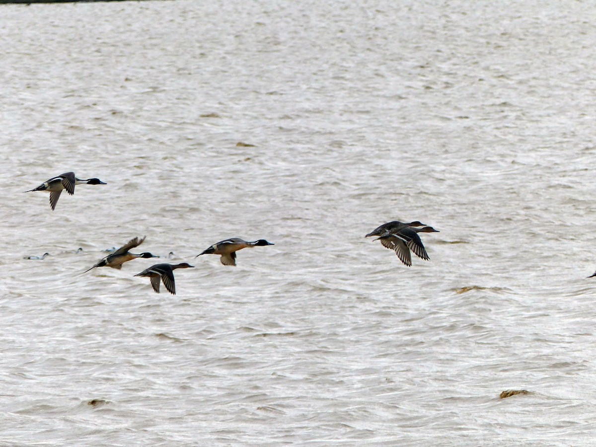 Northern Pintail - ML544308011