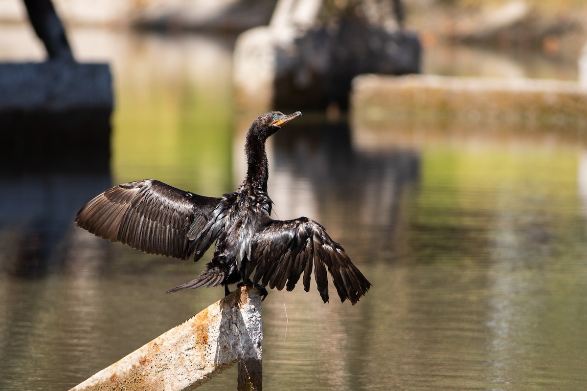 Neotropic Cormorant - Ariel Cabrera Foix