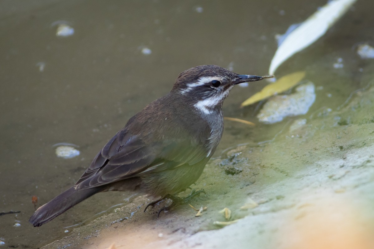 Gray-flanked Cinclodes - Ariel Cabrera Foix