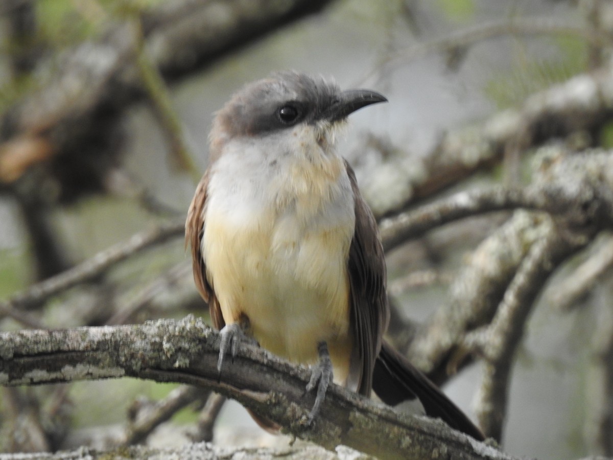 Dark-billed Cuckoo - ML544308731