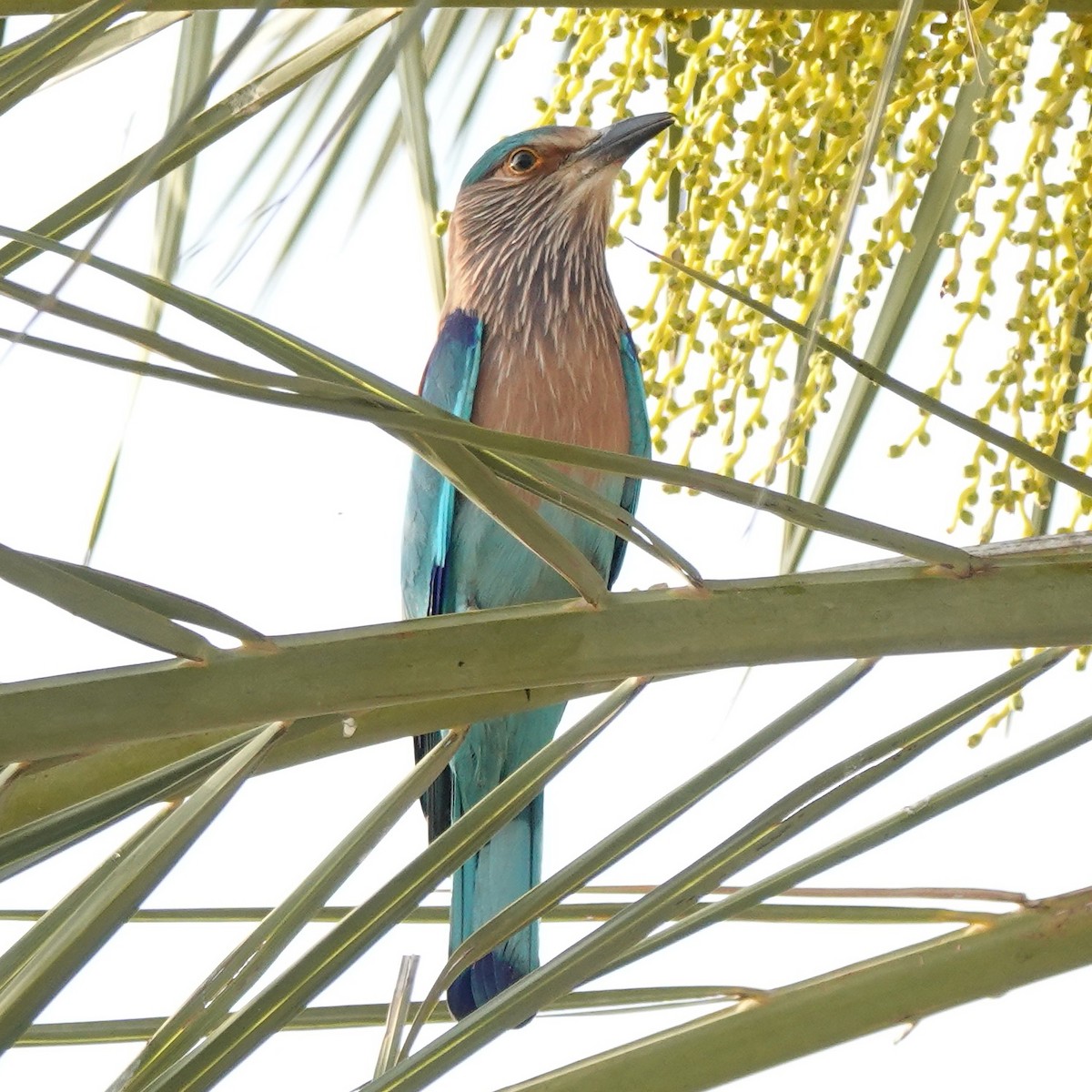 Indian Roller - marcel finlay