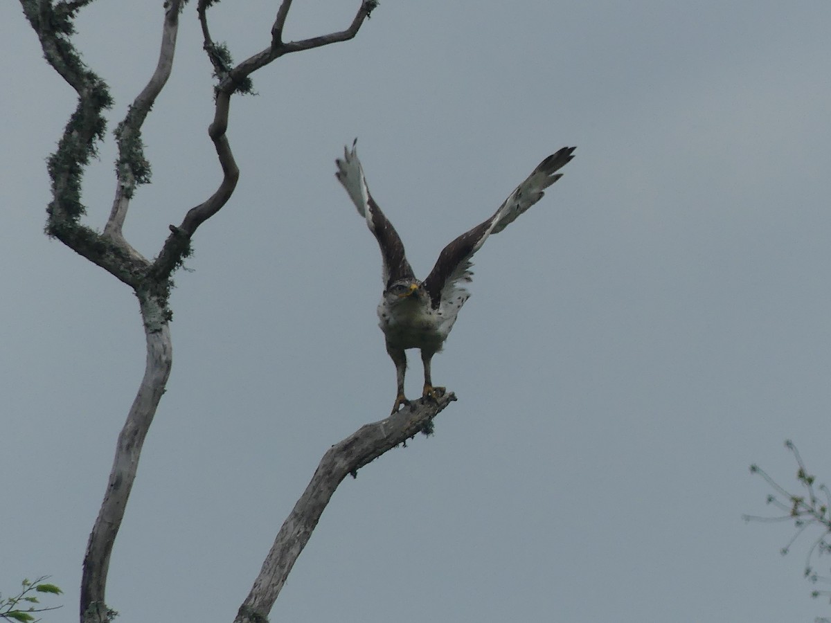 Ferruginous Hawk - ML544309551