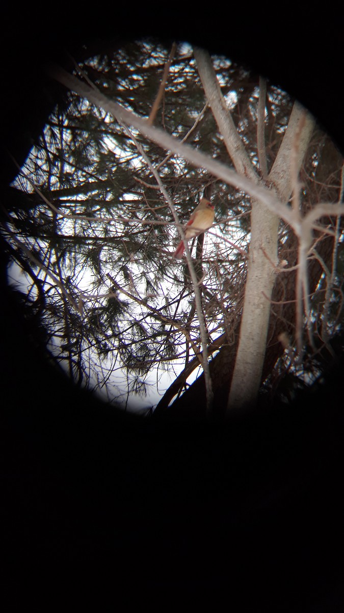 Northern Cardinal - ML544309831