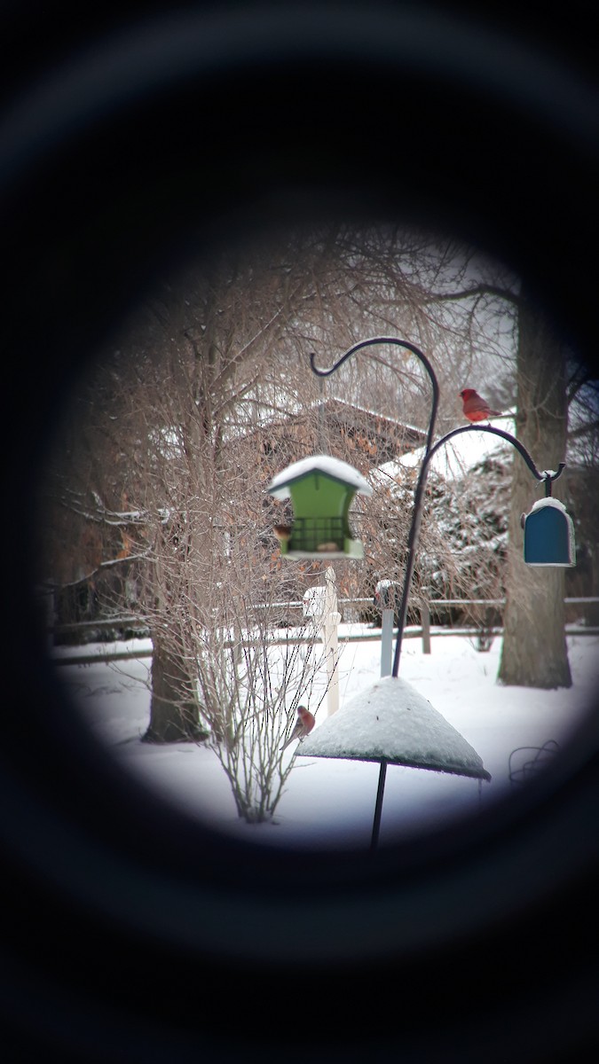 Northern Cardinal - David Matevosian