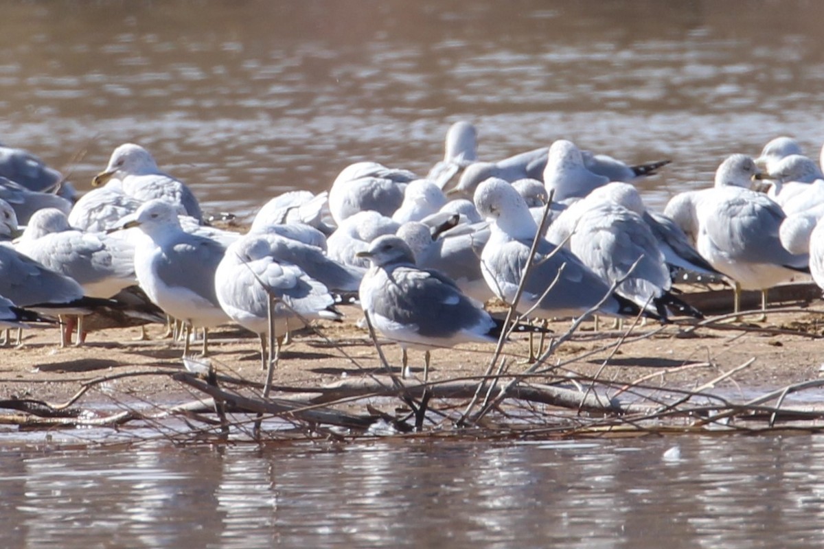 Short-billed Gull - ML544310221