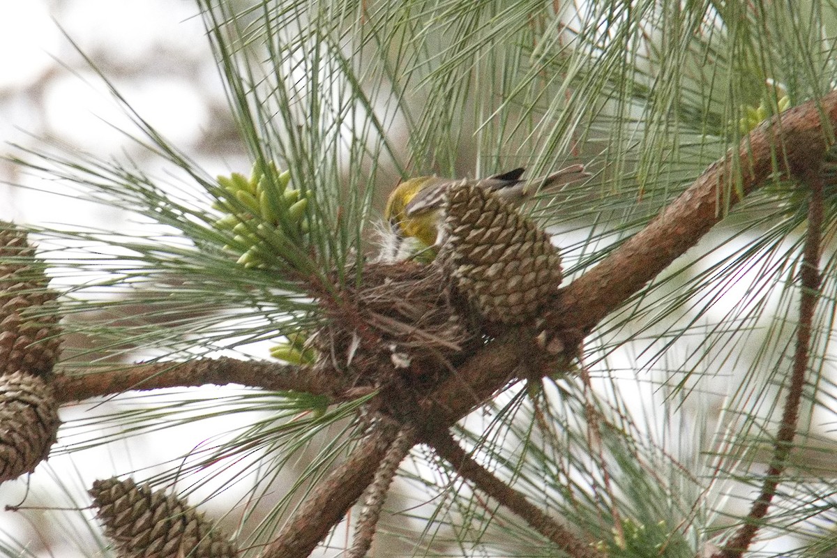 Pine Warbler - ML544310371