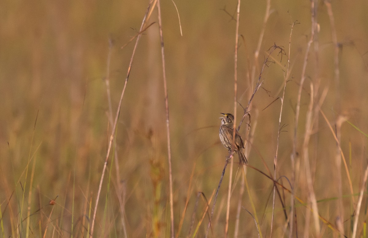 Seaside Sparrow (Cape Sable) - ML544310651