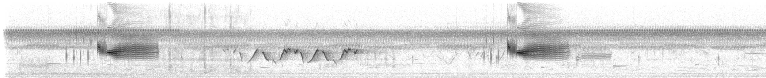 Chingolo Costero (mirabilis) - ML544310741