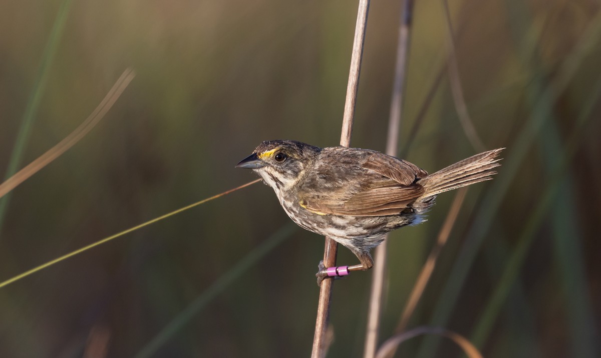 Seaside Sparrow (Cape Sable) - ML544311151