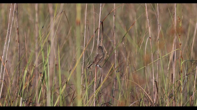 Багновець приморський (підвид mirabilis) - ML544311221