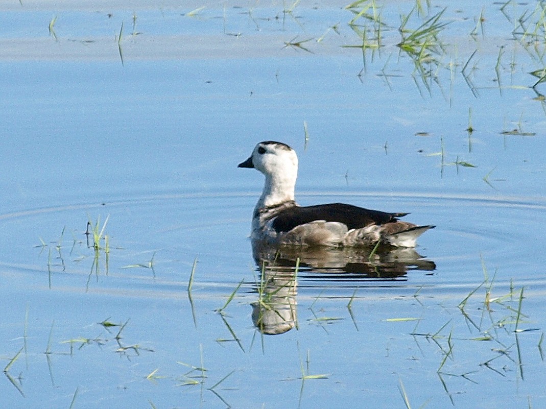 Cotton Pygmy-Goose - ML544311511