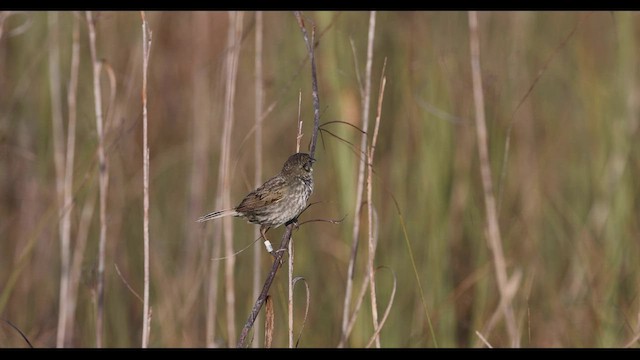 Strandammer (mirabilis) - ML544311561