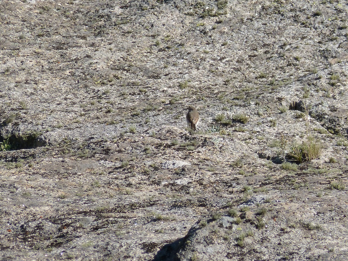 Spot-billed Ground-Tyrant - ML544311671