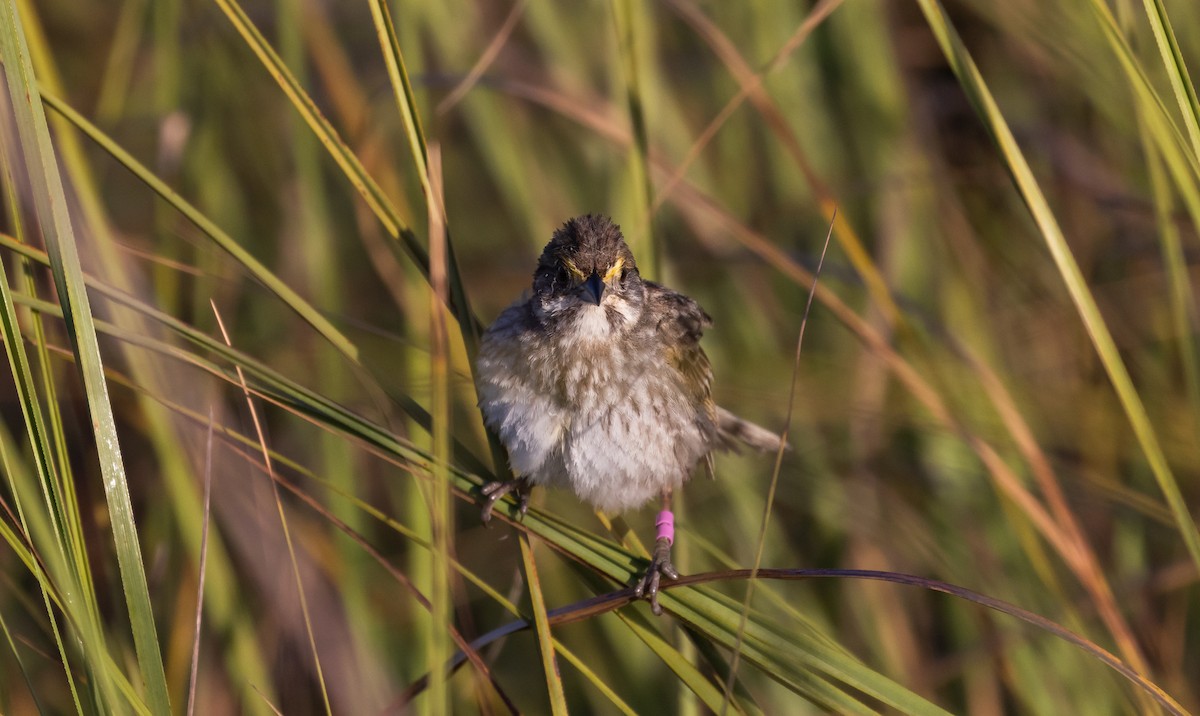 Seaside Sparrow (Cape Sable) - ML544311681