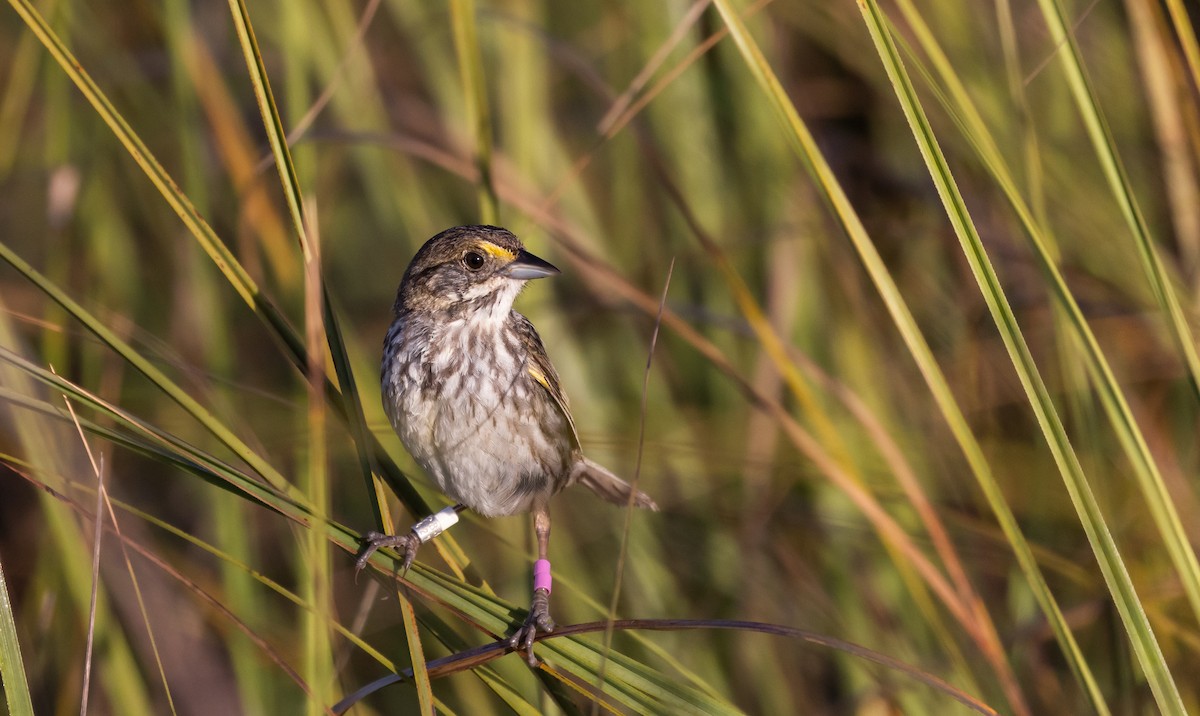 Seaside Sparrow (Cape Sable) - Jay McGowan