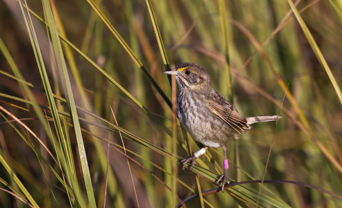 Seaside Sparrow (Cape Sable) - Jay McGowan