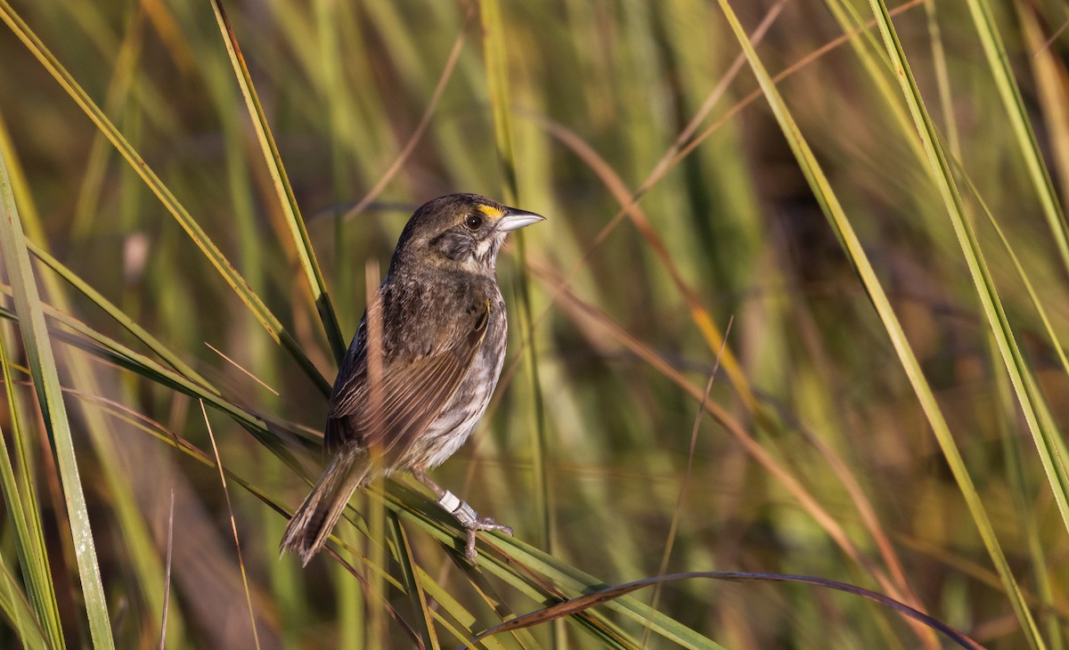 Seaside Sparrow (Cape Sable) - ML544311731