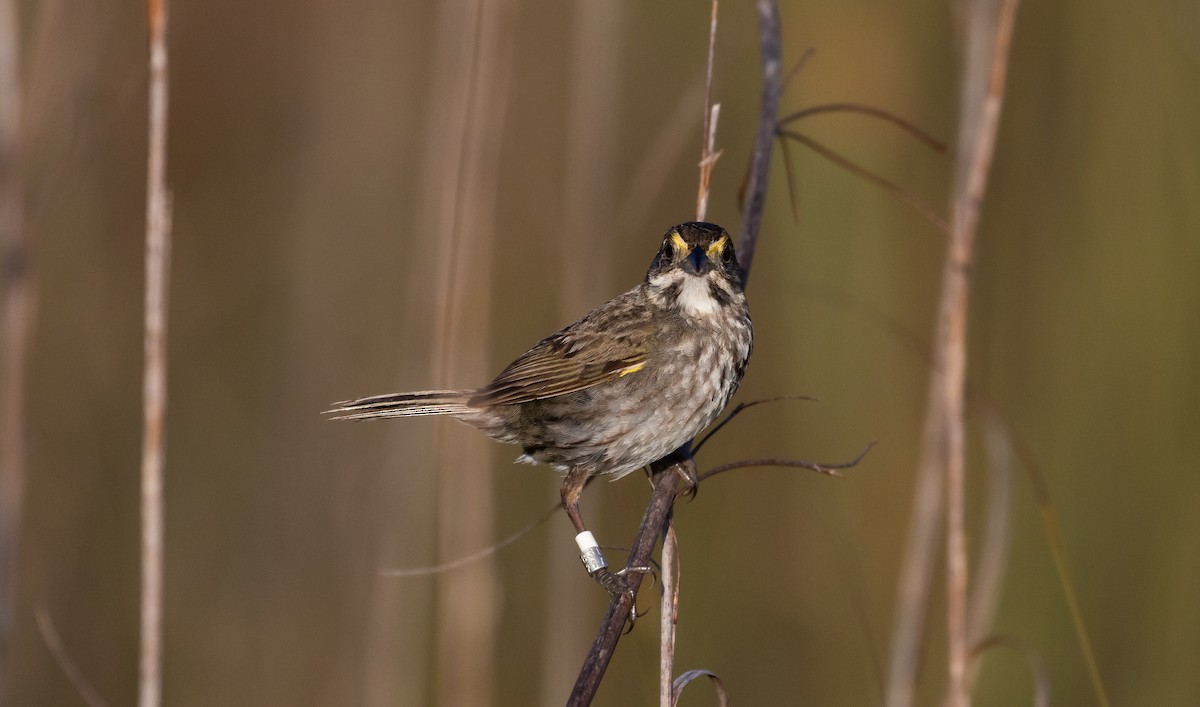 Seaside Sparrow (Cape Sable) - ML544311881